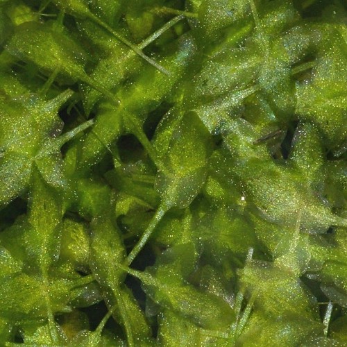 Lemna trisulca